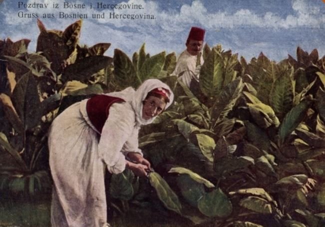 Picking tobacco in Bosnia